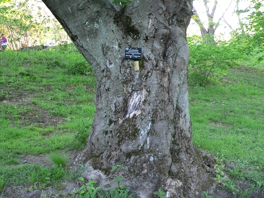 {Cladrastis kentukea}